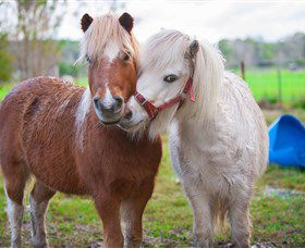 Amazement Farm And Fun Park / Cafe And Farmstay Accommodation - Accommodation QLD 5