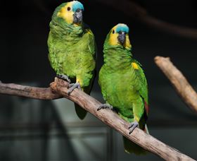 Amazement Farm And Fun Park / Cafe And Farmstay Accommodation - Accommodation QLD 7