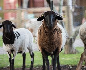 Amazement Farm And Fun Park / Cafe And Farmstay Accommodation - Accommodation QLD 4