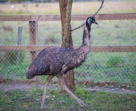 Amazement Farm And Fun Park / Cafe And Farmstay Accommodation - Accommodation QLD 6