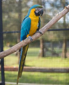 Amazement Farm And Fun Park / Cafe And Farmstay Accommodation - Accommodation QLD 8