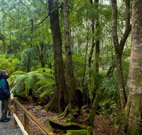 Monga National Park - Accommodation QLD