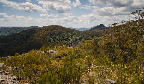 Werrikimbe National Park - Accommodation QLD 1