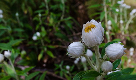 Werrikimbe National Park - Accommodation QLD 3