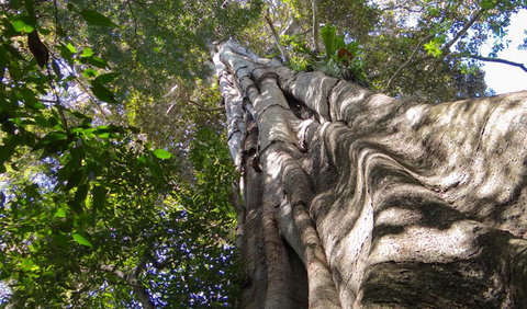 Moore Park Nature Reserve - Accommodation QLD 1