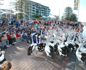 Pelican Feeding - Accommodation QLD 0
