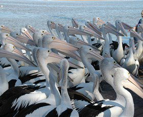 Pelican Feeding - Accommodation QLD 2