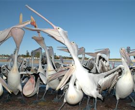 Pelican Feeding - Accommodation QLD 3