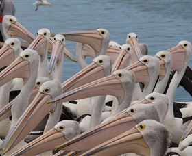 Pelican Feeding - Accommodation QLD 4