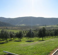 Hastings Valley Olives - Accommodation QLD