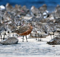 Cooloola Nature - Accommodation QLD