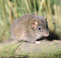 Munmorah State Conservation Area - Accommodation QLD