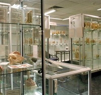 Museum of Human Disease - Accommodation QLD