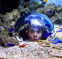 Sea Life Sunshine Coast - Accommodation QLD