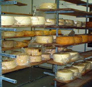 Harvey Cheese - Accommodation QLD