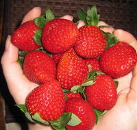 The Strawberry Farm - Accommodation QLD