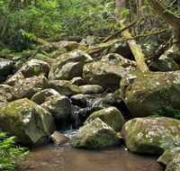 Booyong walking track - Accommodation QLD