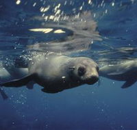 Wilsons Promontory Marine National Park - Accommodation QLD