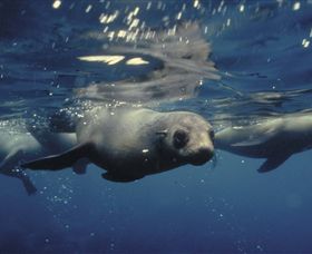 Wilsons Promontory Marine National Park - Accommodation QLD 0