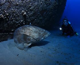 HMAS Brisbane Dive Site - Accommodation QLD 3