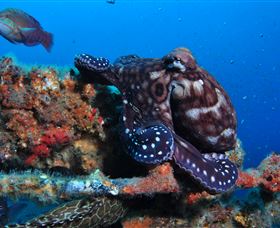 HMAS Brisbane Dive Site - Accommodation QLD 2