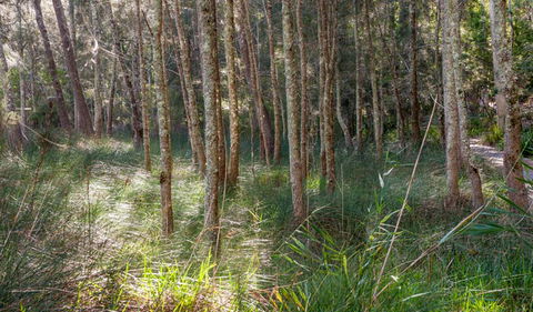 Anabranch Loop Track - Accommodation QLD 0