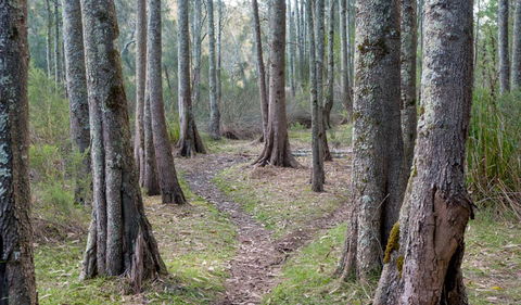Anabranch Loop Track - Accommodation QLD 1