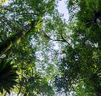 Botanic walk - Accommodation QLD