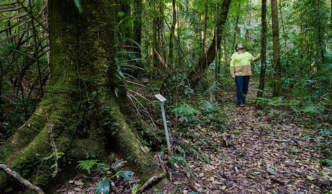 Botanic Walk - Accommodation QLD 3