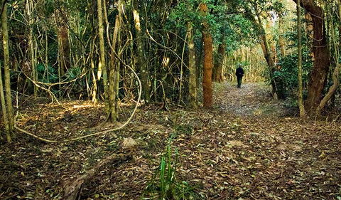 Sand Track Walk (north) - Accommodation QLD 0