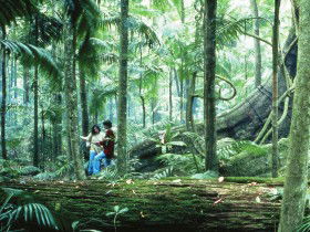 Binna Burra QLD Accommodation QLD