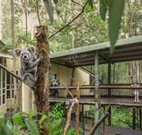 Daisy Hill Koala Centre - Accommodation QLD