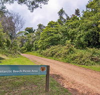 Antarctic Beech picnic area - Accommodation QLD