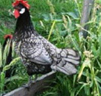 Merry Maidens Veggies - Accommodation QLD