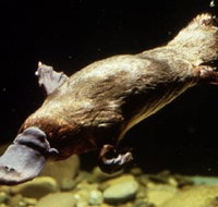 Platypus Pool - Accommodation QLD