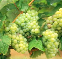 Red Tail Wines - Accommodation QLD