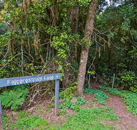 Falcorostrum loop walking track - Accommodation QLD