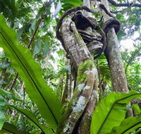Tamborine Rainforest Skywalk - Accommodation QLD