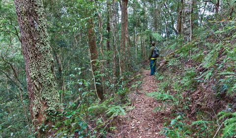 Blackbutt Walking Track - Accommodation QLD 0