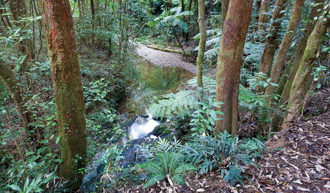 Blackbutt Walking Track - Accommodation QLD 1