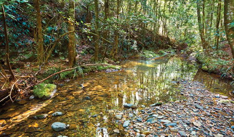 Blackbutt Walking Track - Accommodation QLD 3