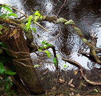 Mogo Bushwalk - Accommodation QLD