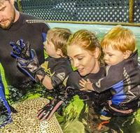 Irukandji Shark and Ray Encounters - Accommodation QLD