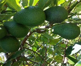 The Avocado Farm - Accommodation QLD 6