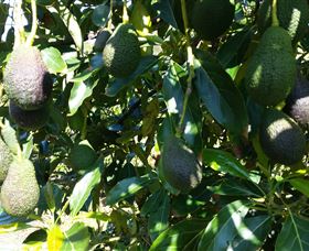 The Avocado Farm - Accommodation QLD 7