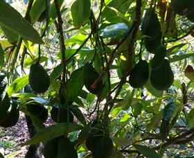 The Avocado Farm - Accommodation QLD 5