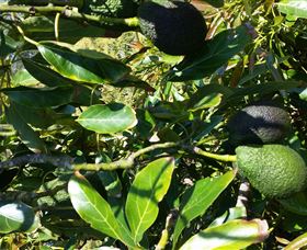 The Avocado Farm - Accommodation QLD 8