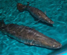 Cookabarra Restaurant And Function Centre - Tailor Made Fish Farms - Accommodation QLD 7