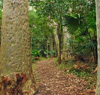 Depot Beach Rainforest walk - Accommodation QLD
