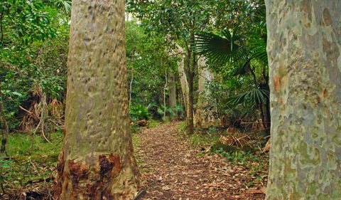 Depot Beach Rainforest Walk - Accommodation QLD 0